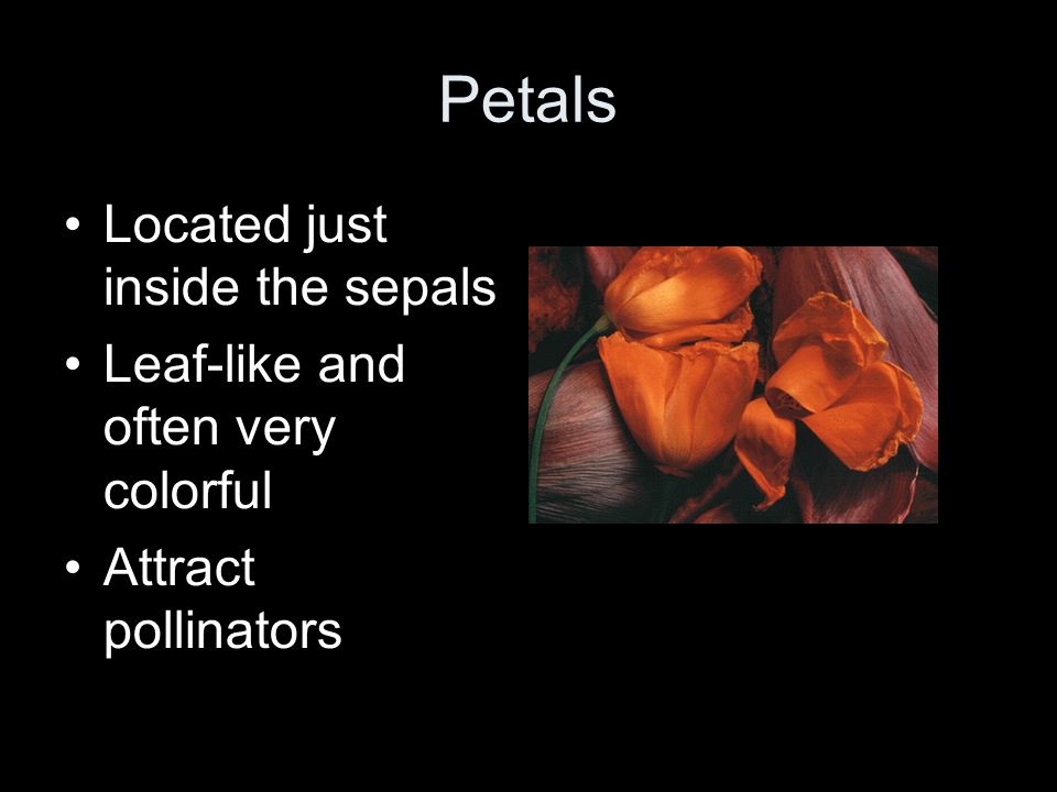 Petals Located just inside the sepals