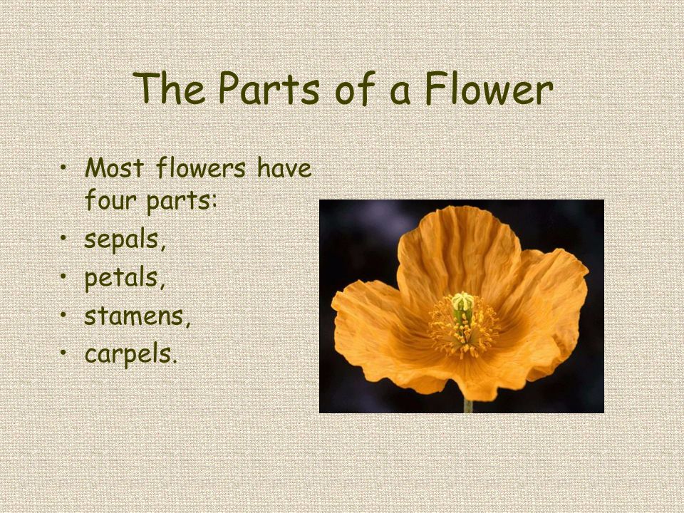 The Parts of a Flower Most flowers have four parts: sepals, petals,