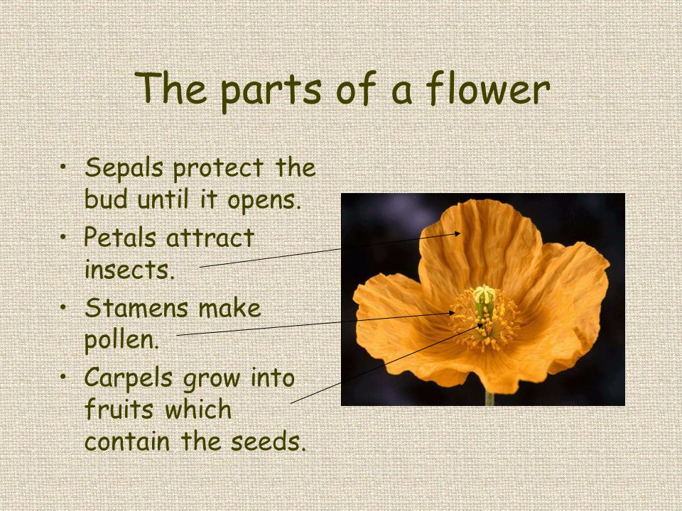 The parts of a flower Sepals protect the bud until it opens.