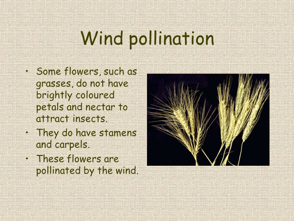 Wind pollination Some flowers, such as grasses, do not have brightly coloured petals and nectar to attract insects.