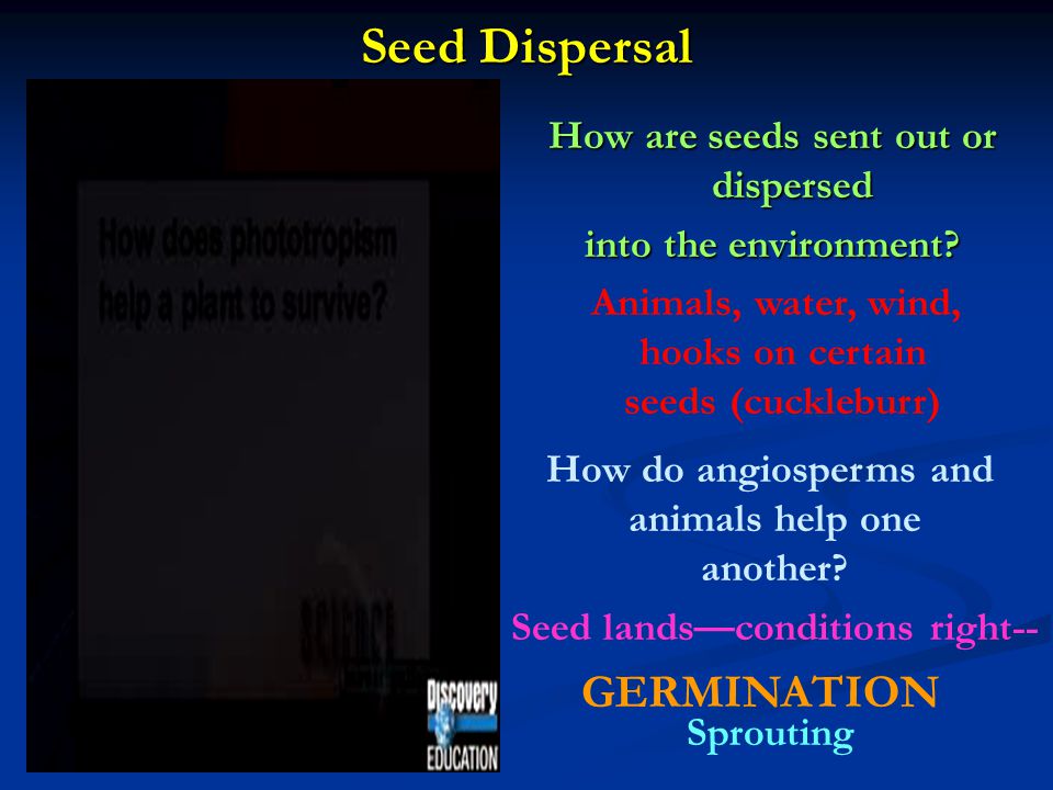 How are seeds sent out or dispersed