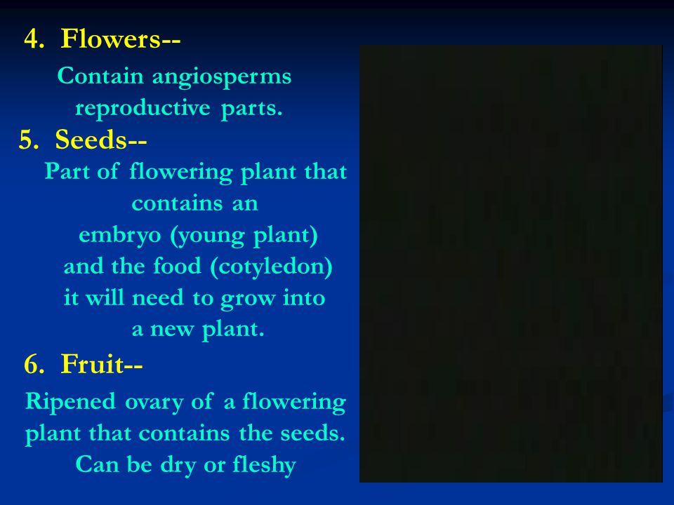 4. Flowers-- 5. Seeds-- 6. Fruit-- Contain angiosperms