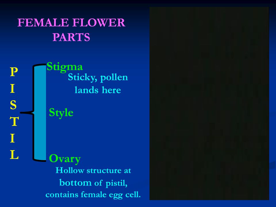 PISTIL FEMALE FLOWER PARTS Stigma Style Ovary