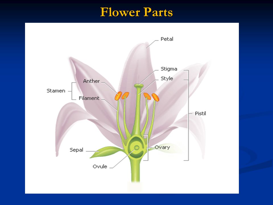 Flower Parts