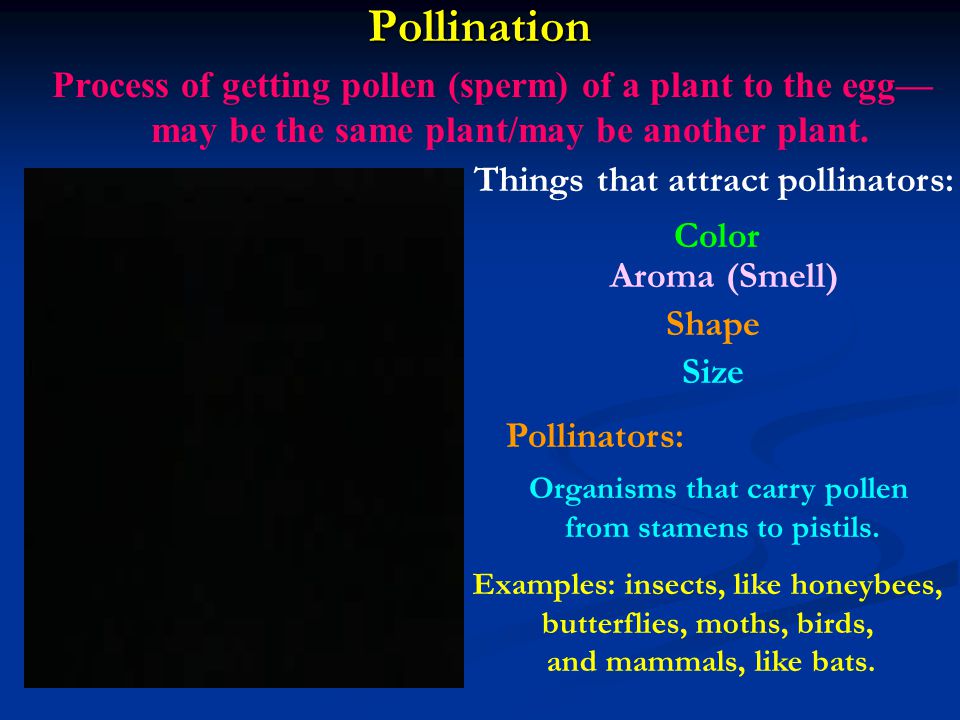 Pollination Process of getting pollen (sperm) of a plant to the egg—may be the same plant/may be another plant.