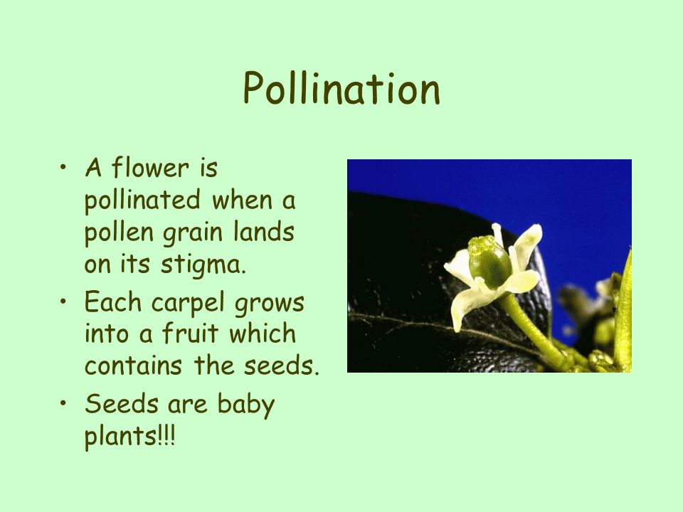Pollination A flower is pollinated when a pollen grain lands on its stigma. Each carpel grows into a fruit which contains the seeds.
