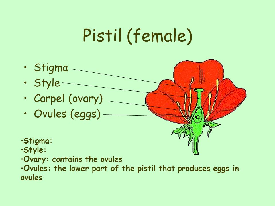 Pistil (female) Stigma Style Carpel (ovary) Ovules (eggs) Stigma: