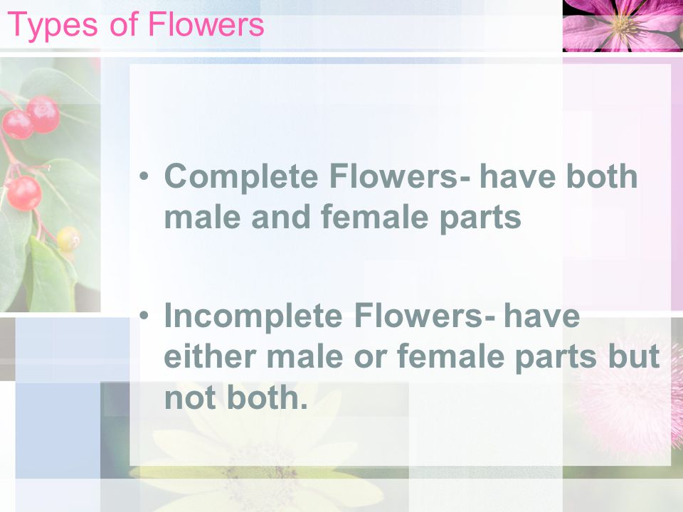 Types of Flowers Complete Flowers- have both male and female parts.
