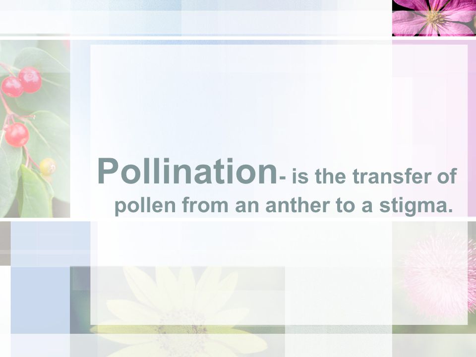 Pollination- is the transfer of pollen from an anther to a stigma.