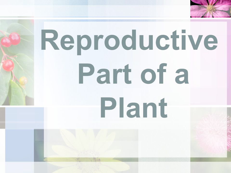 Reproductive Part of a Plant