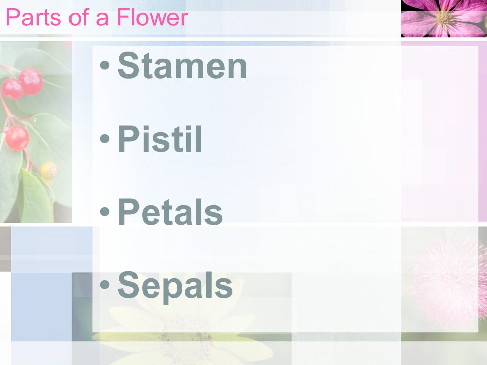 Parts of a Flower Stamen Pistil Petals Sepals