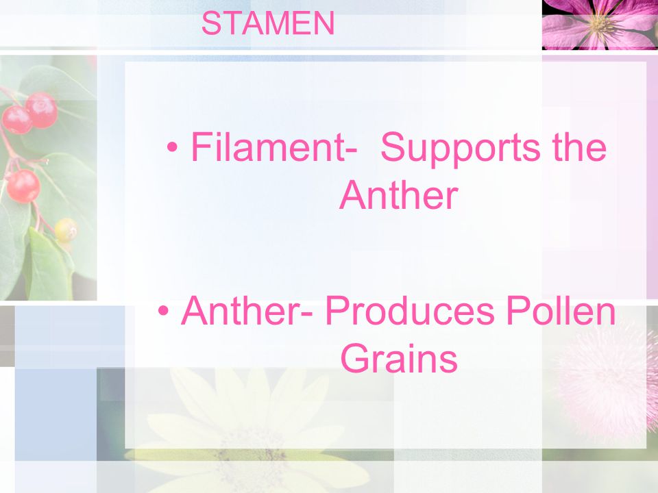 Filament- Supports the Anther