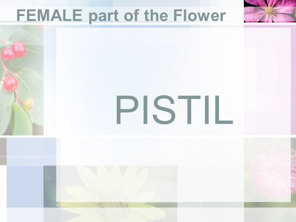 FEMALE part of the Flower