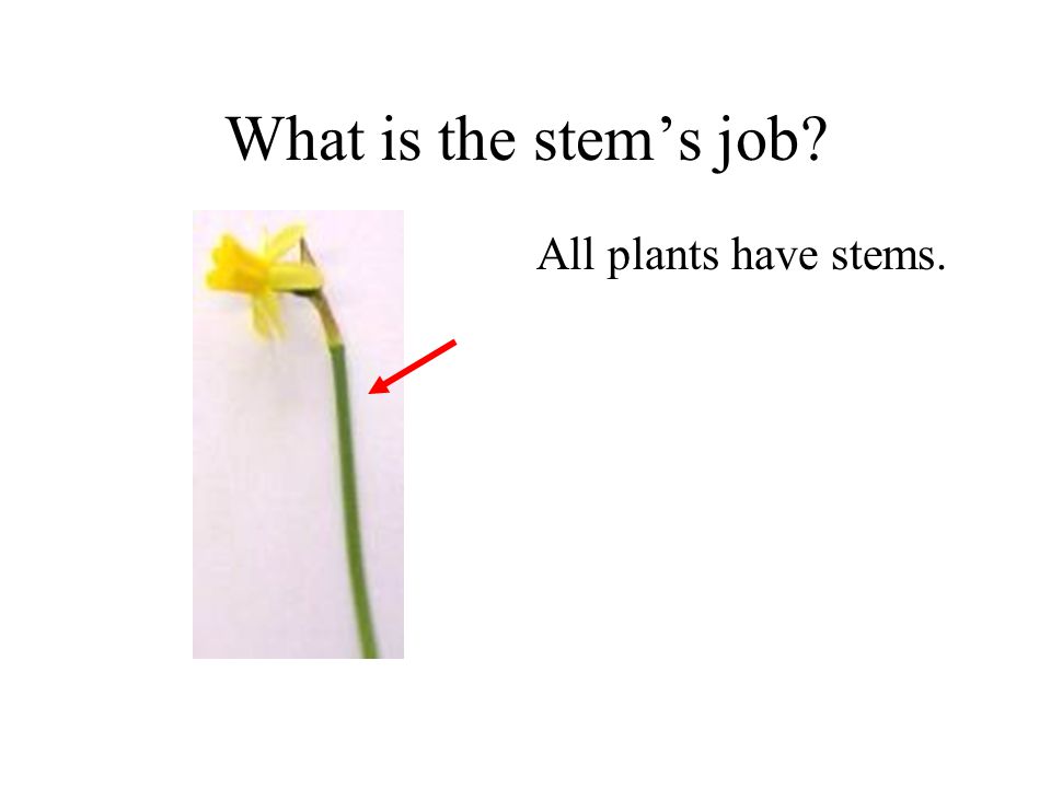 What is the stem’s job All plants have stems. Plants