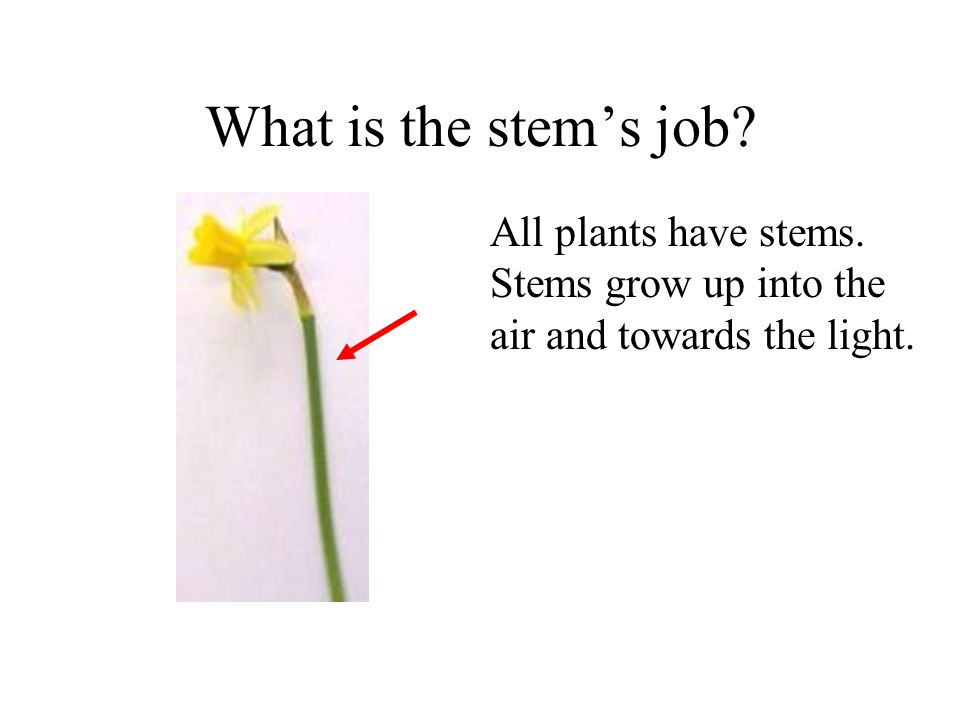What is the stem’s job All plants have stems. Stems grow up into the air and towards the light.