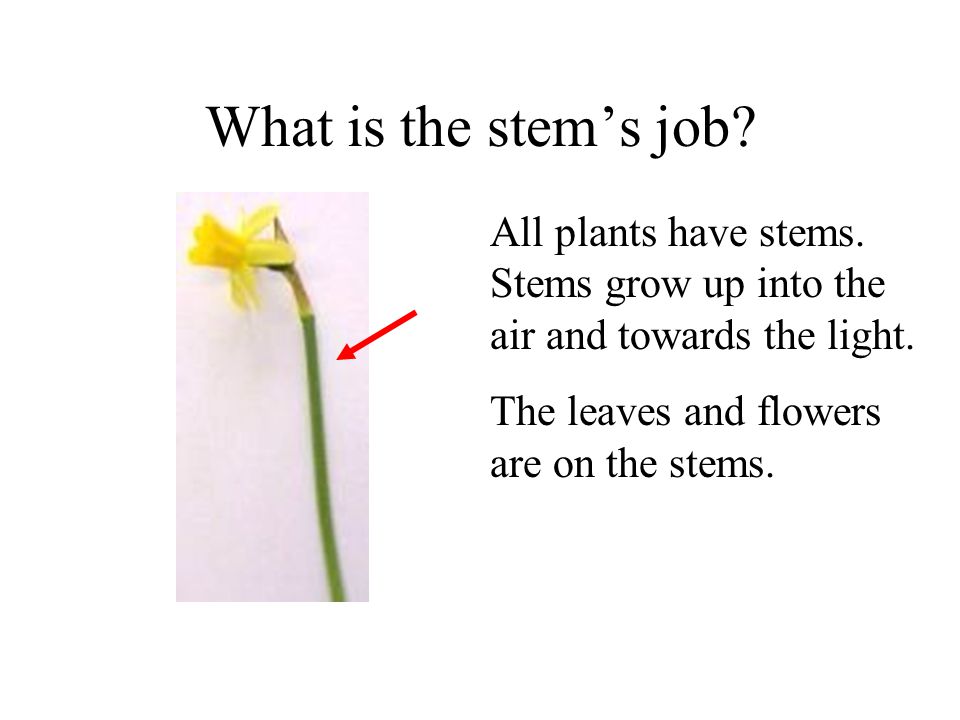 What is the stem’s job. All plants have stems. Stems grow up into the air and towards the light.