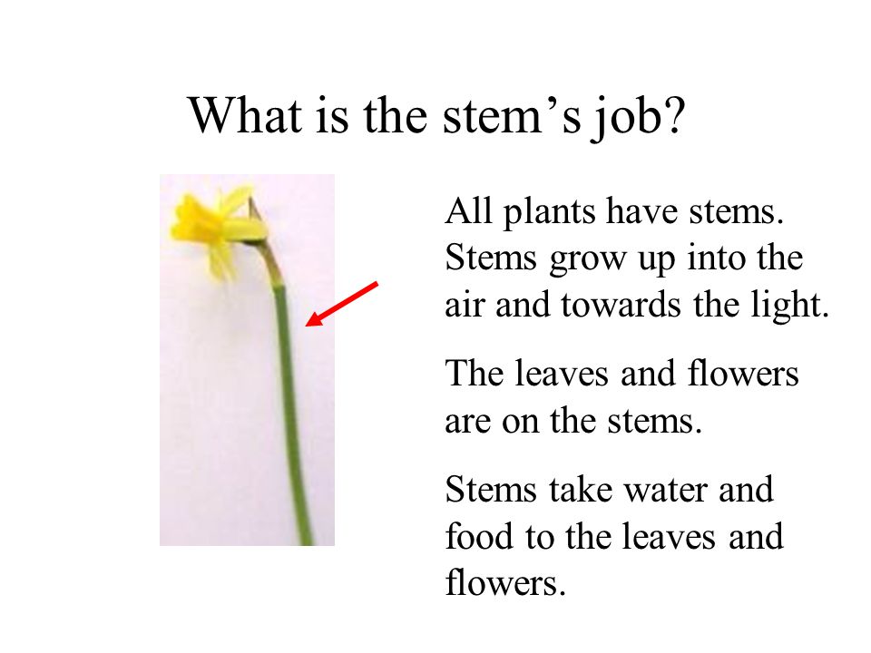 What is the stem’s job All plants have stems. Stems grow up into the air and towards the light. The leaves and flowers are on the stems.