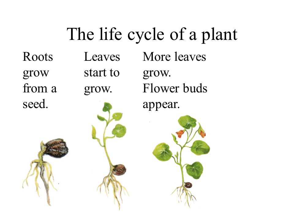 The life cycle of a plant