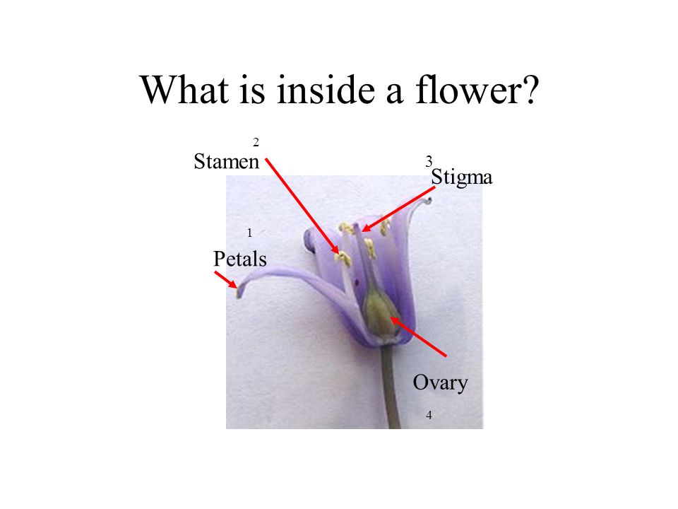 What is inside a flower Stamen Stigma Petals Ovary Plants