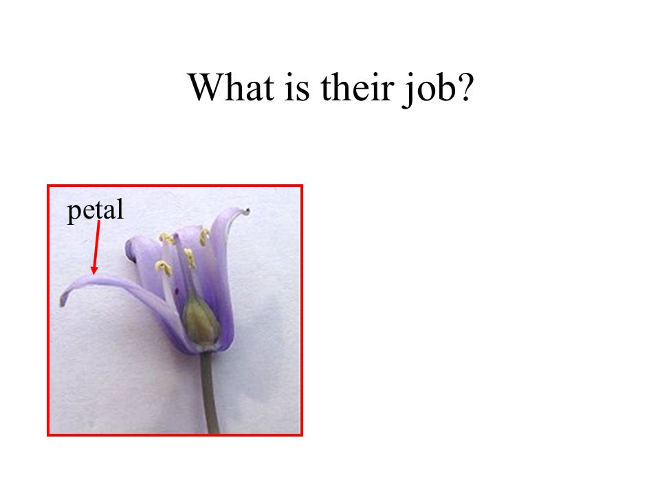 What is their job petal Plants Slides 28 to 30 are about petals.