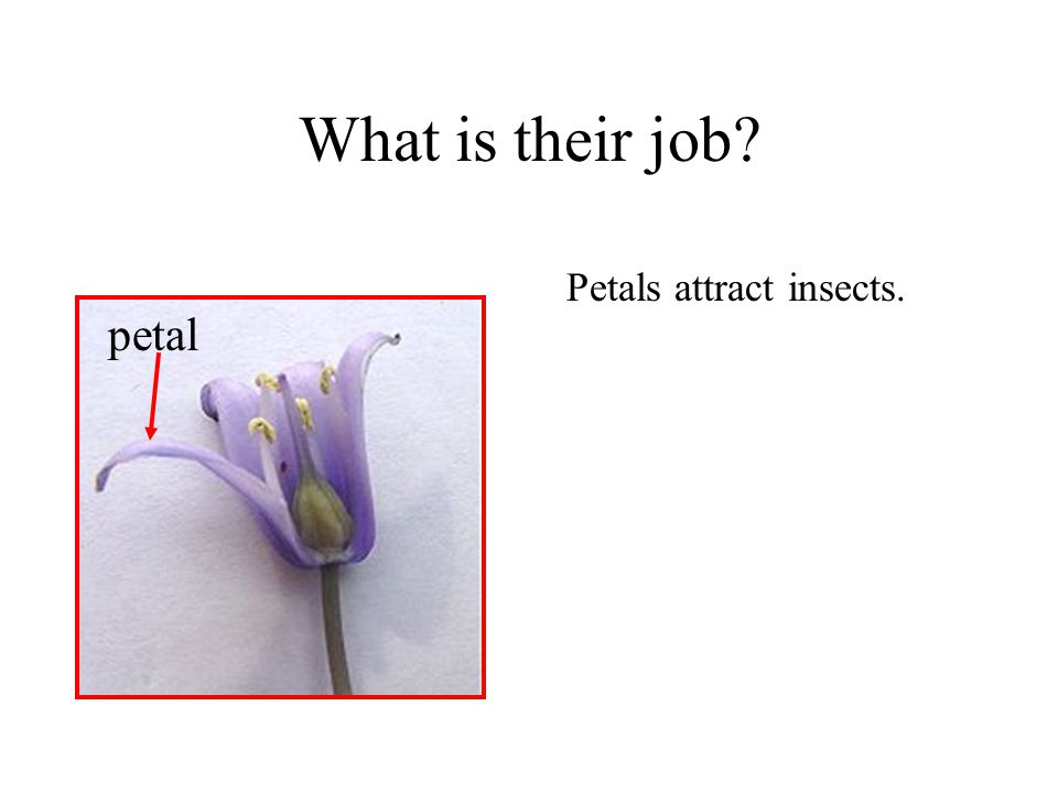 What is their job Petals attract insects. petal
