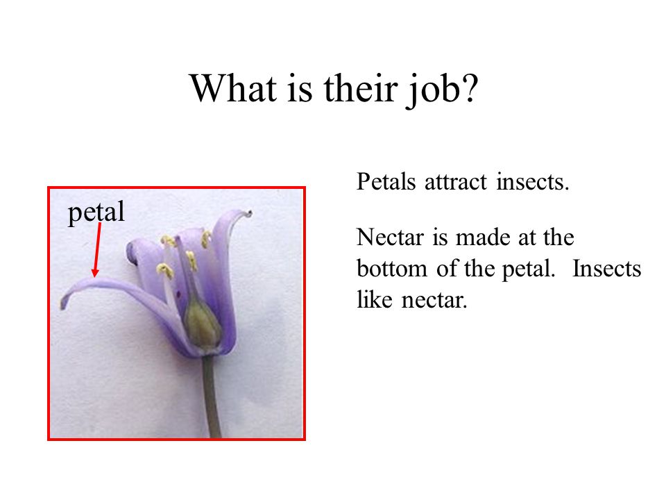 What is their job petal Petals attract insects.