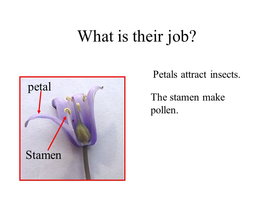 What is their job petal Stamen Petals attract insects.