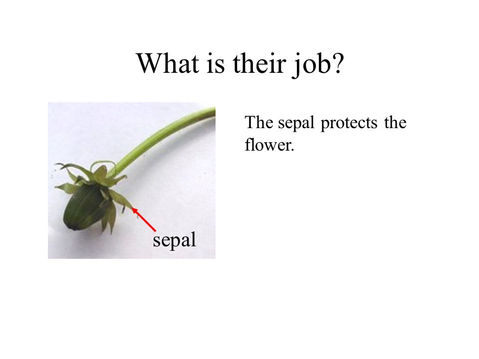 What is their job sepal The sepal protects the flower. Plants