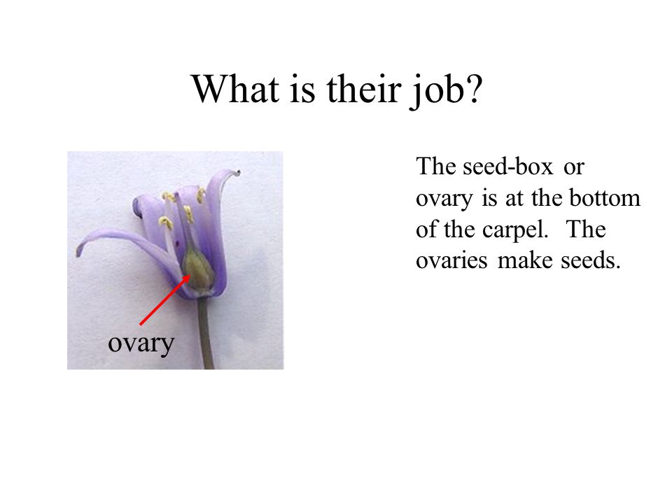 Plants What is their job The seed-box or ovary is at the bottom of the carpel. The ovaries make seeds.