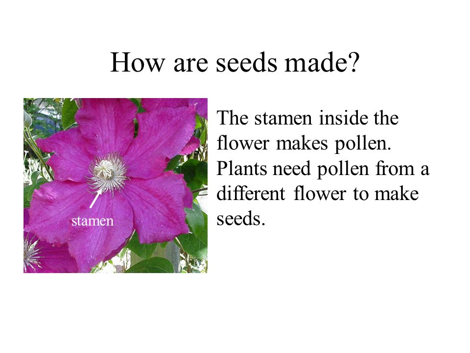 How are seeds made. stamen. The stamen inside the flower makes pollen.