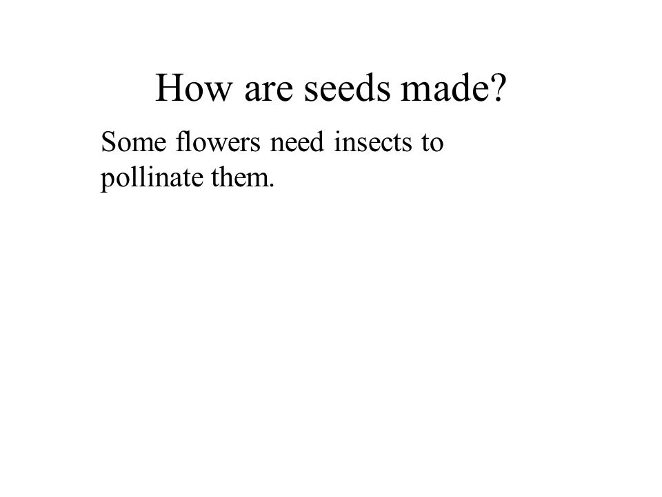 How are seeds made Some flowers need insects to pollinate them.