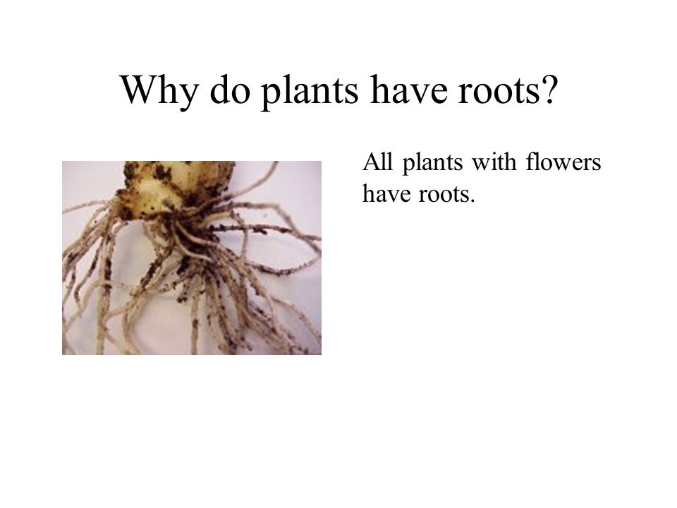 Why do plants have roots