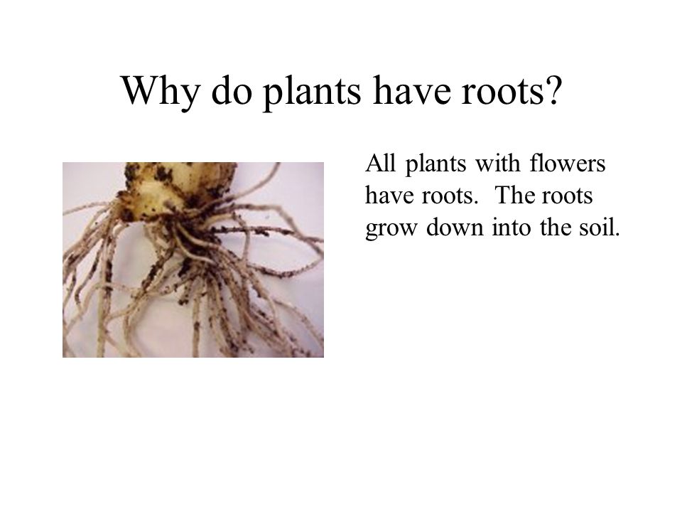 Why do plants have roots