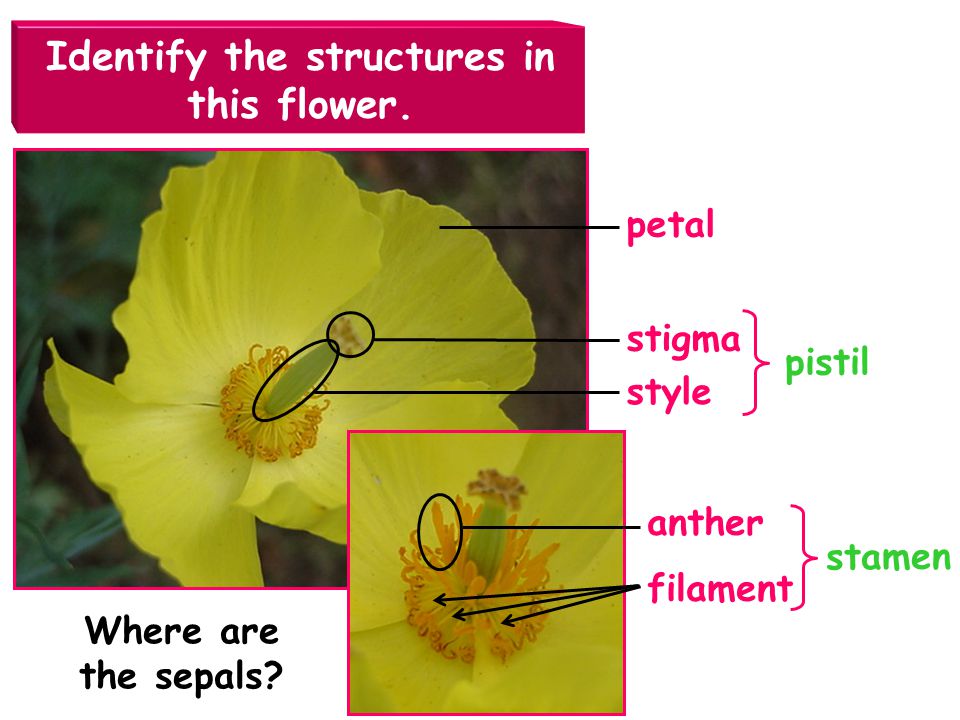 Identify the structures in this flower.