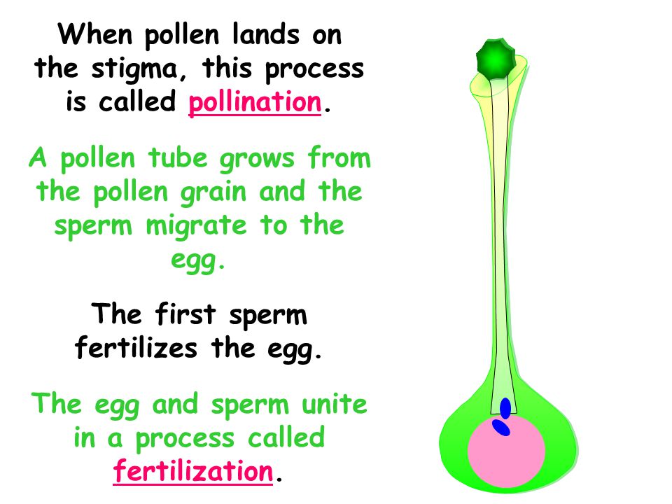 When pollen lands on the stigma, this process is called pollination.