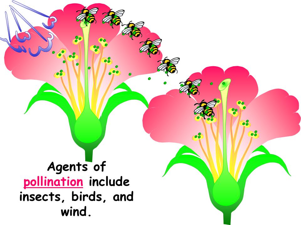 Agents of pollination include insects, birds, and wind.