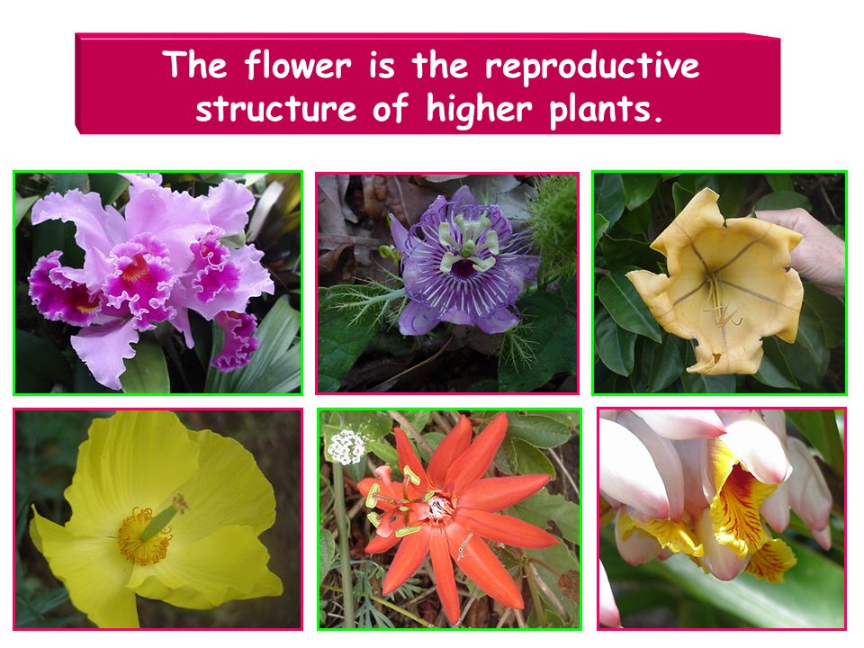 The flower is the reproductive structure of higher plants.
