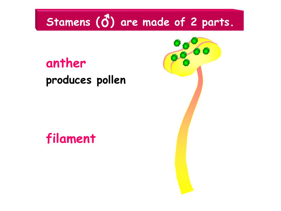 Stamens ( ) are made of 2 parts.