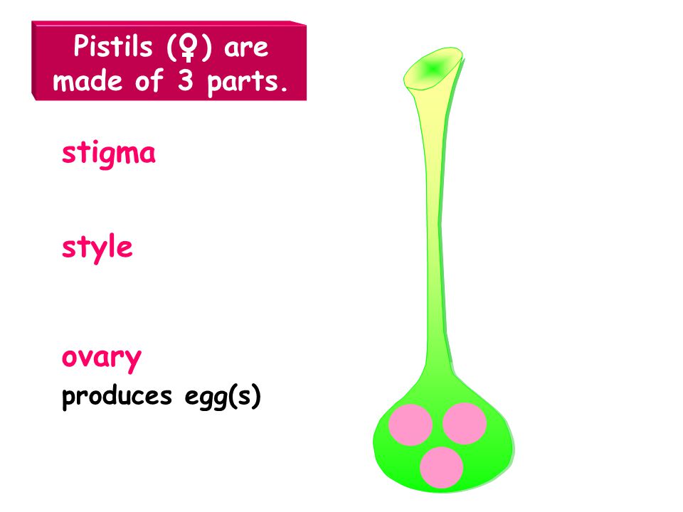 Pistils ( ) are made of 3 parts.