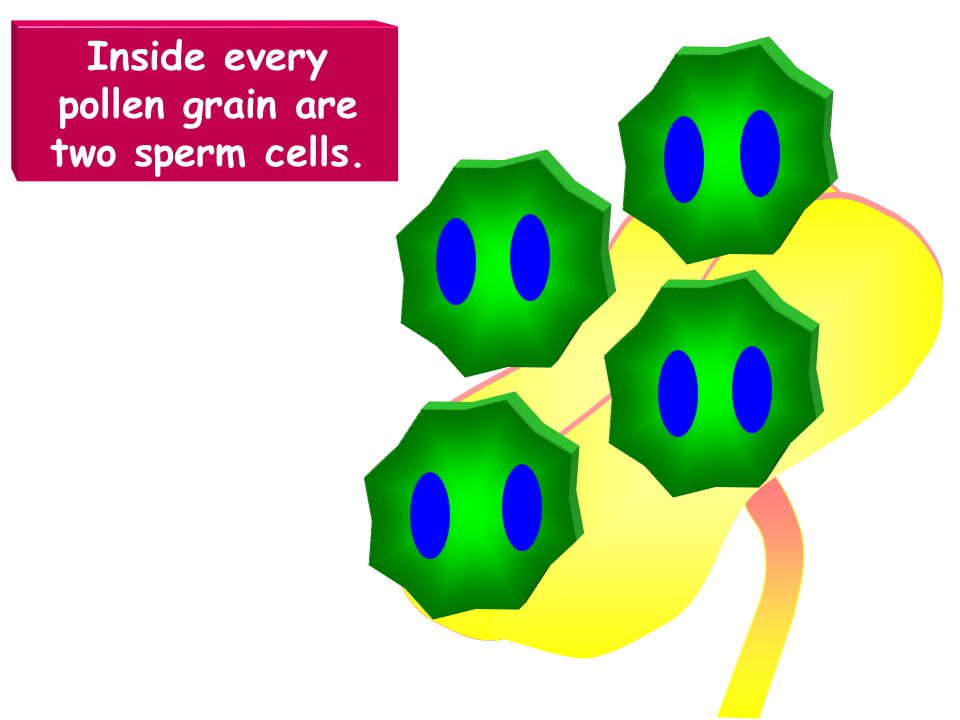 Inside every pollen grain are two sperm cells.