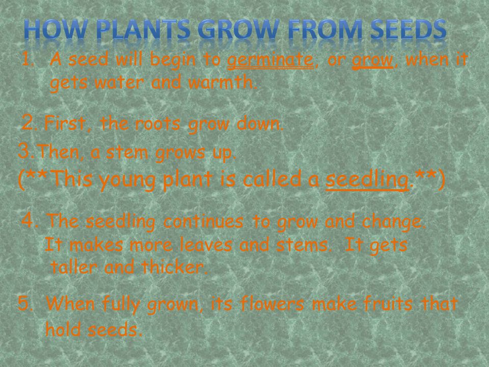 HOW PLANTS GROW FROM SEEDS