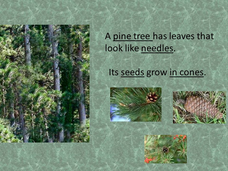 A pine tree has leaves that