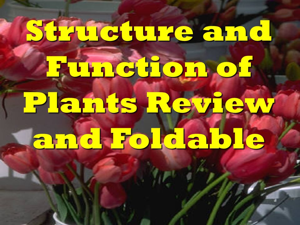 Structure and Function of Plants Review and Foldable
