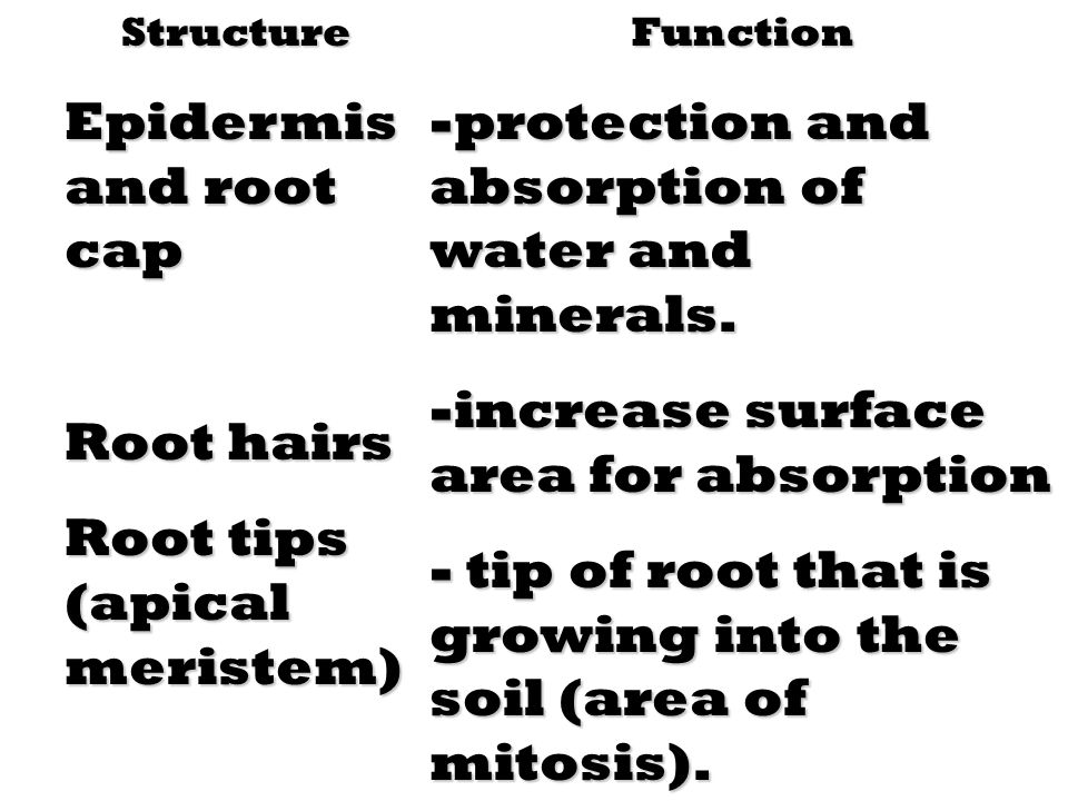 Root tips (apical meristem)