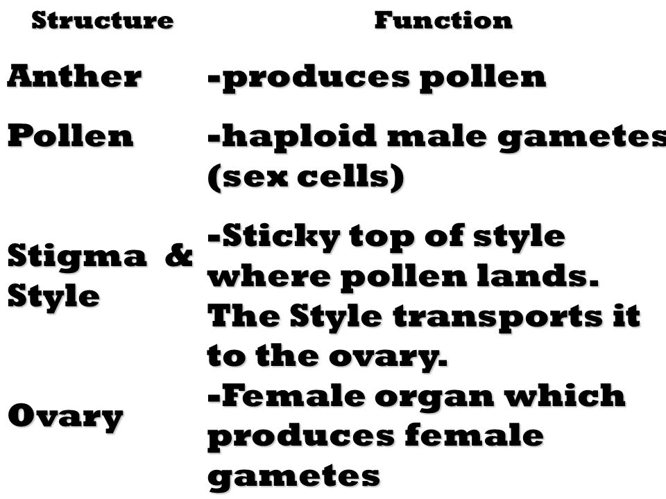 -haploid male gametes (sex cells)