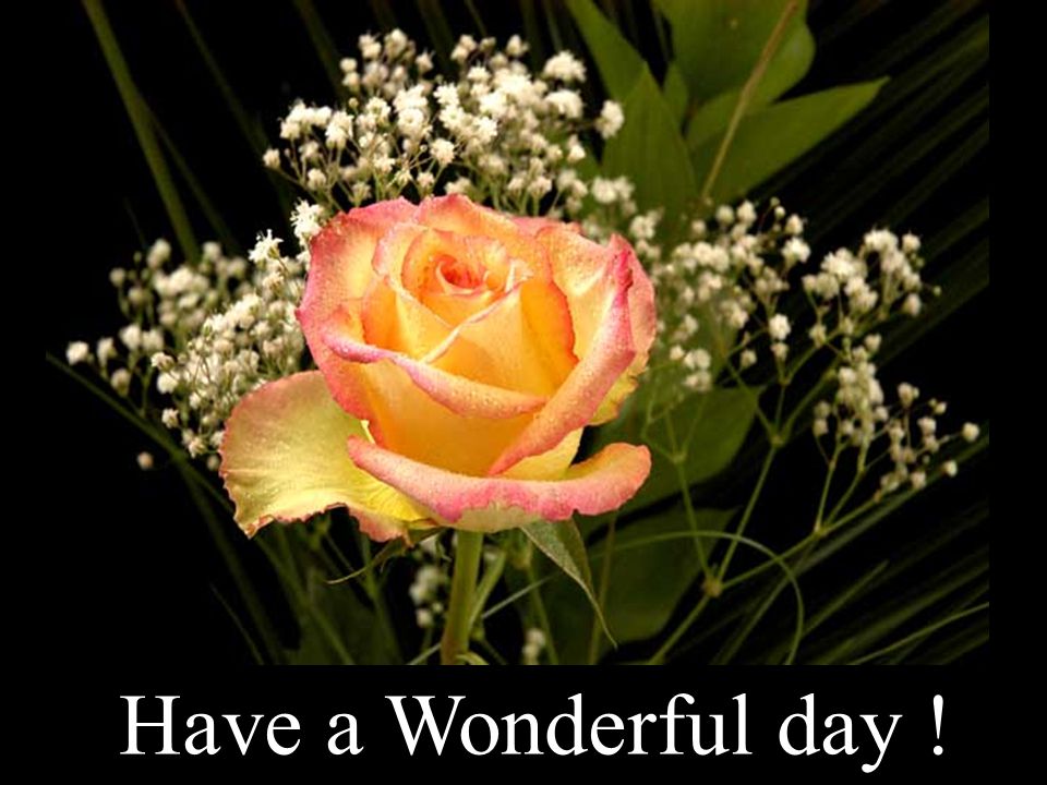 Have a Wonderful day !