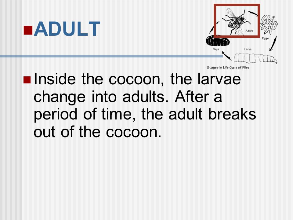 ADULT Inside the cocoon, the larvae change into adults.