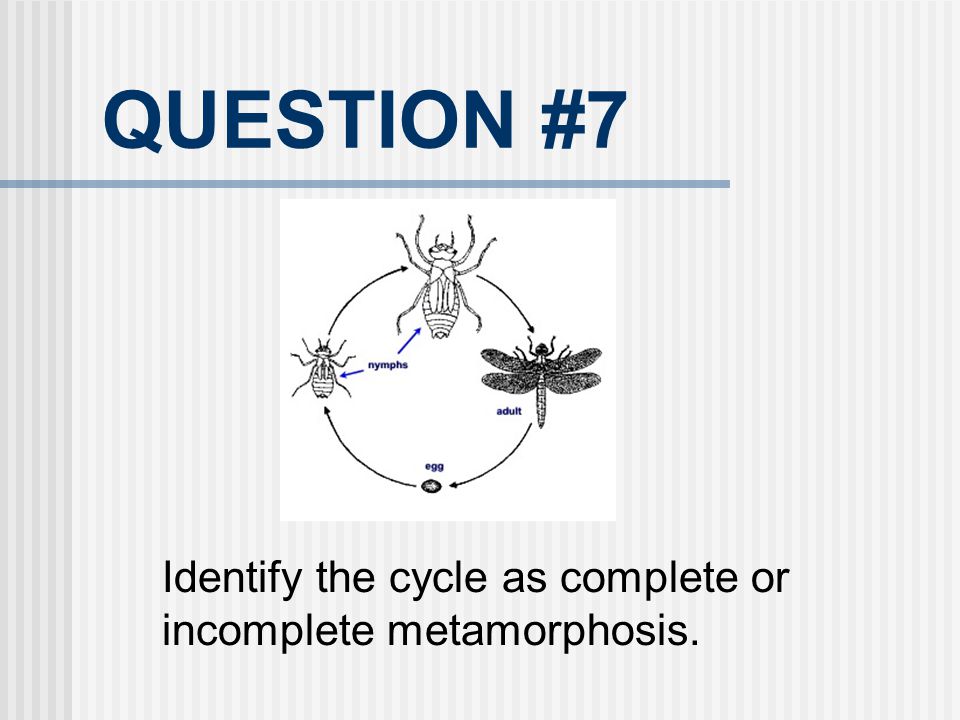 QUESTION #7 Identify the cycle as complete or incomplete metamorphosis.