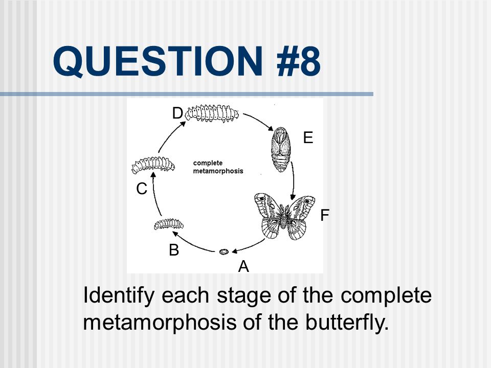 QUESTION #8 D E C F B A Identify each stage of the complete metamorphosis of the butterfly.