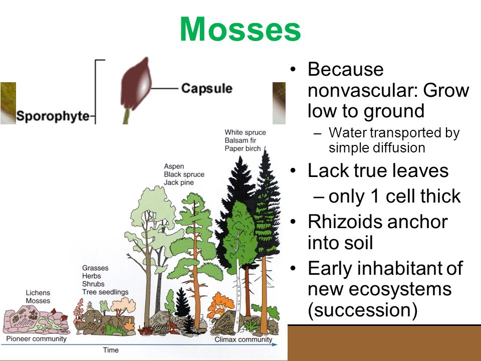 Mosses Because nonvascular: Grow low to ground Lack true leaves